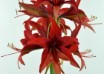 hippeastrum Bogota (1)